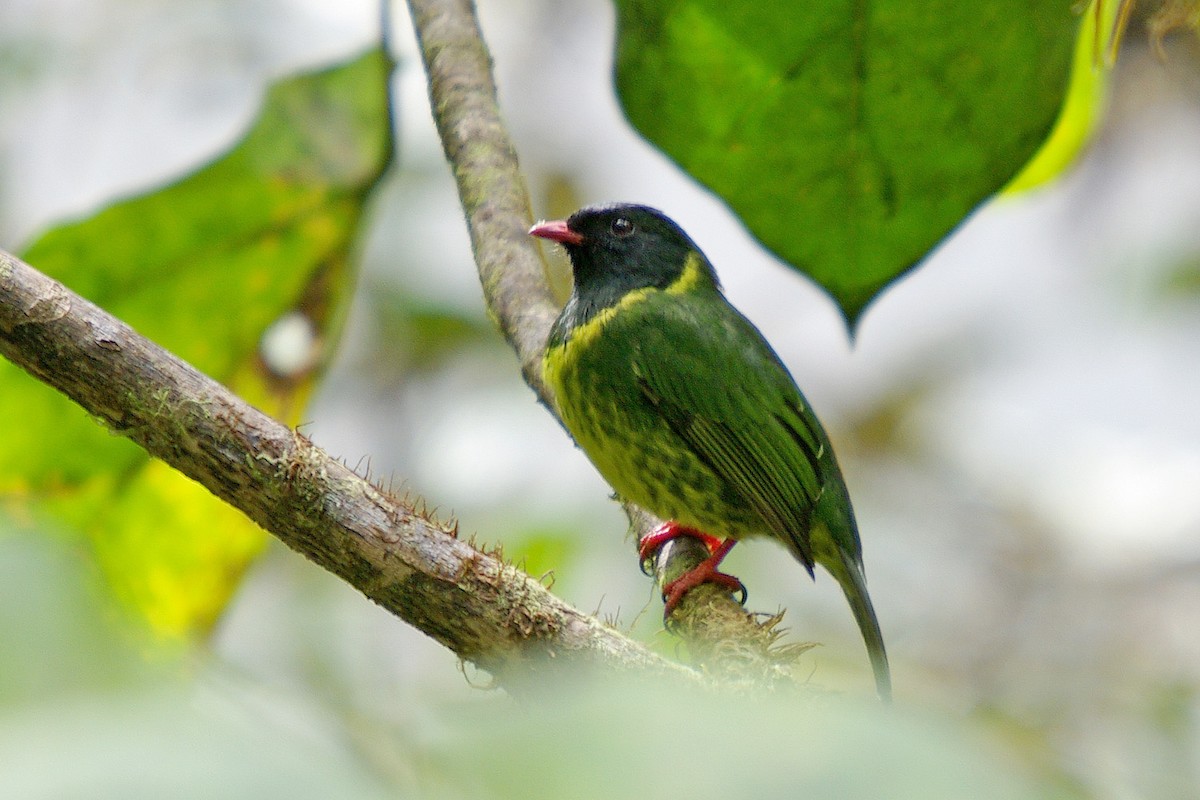Green-and-black Fruiteater - ML361897231