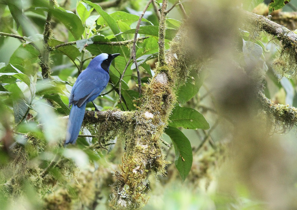 White-collared Jay - Jeremiah Trimble