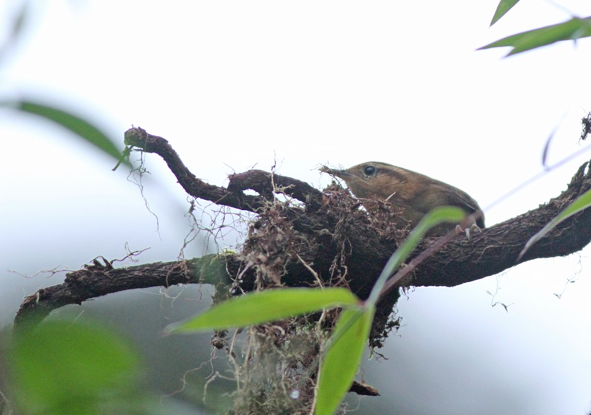 Mountain Wren - ML361897511