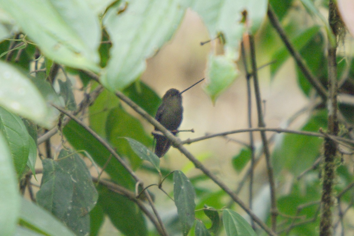 Green-fronted Lancebill - ML361897541