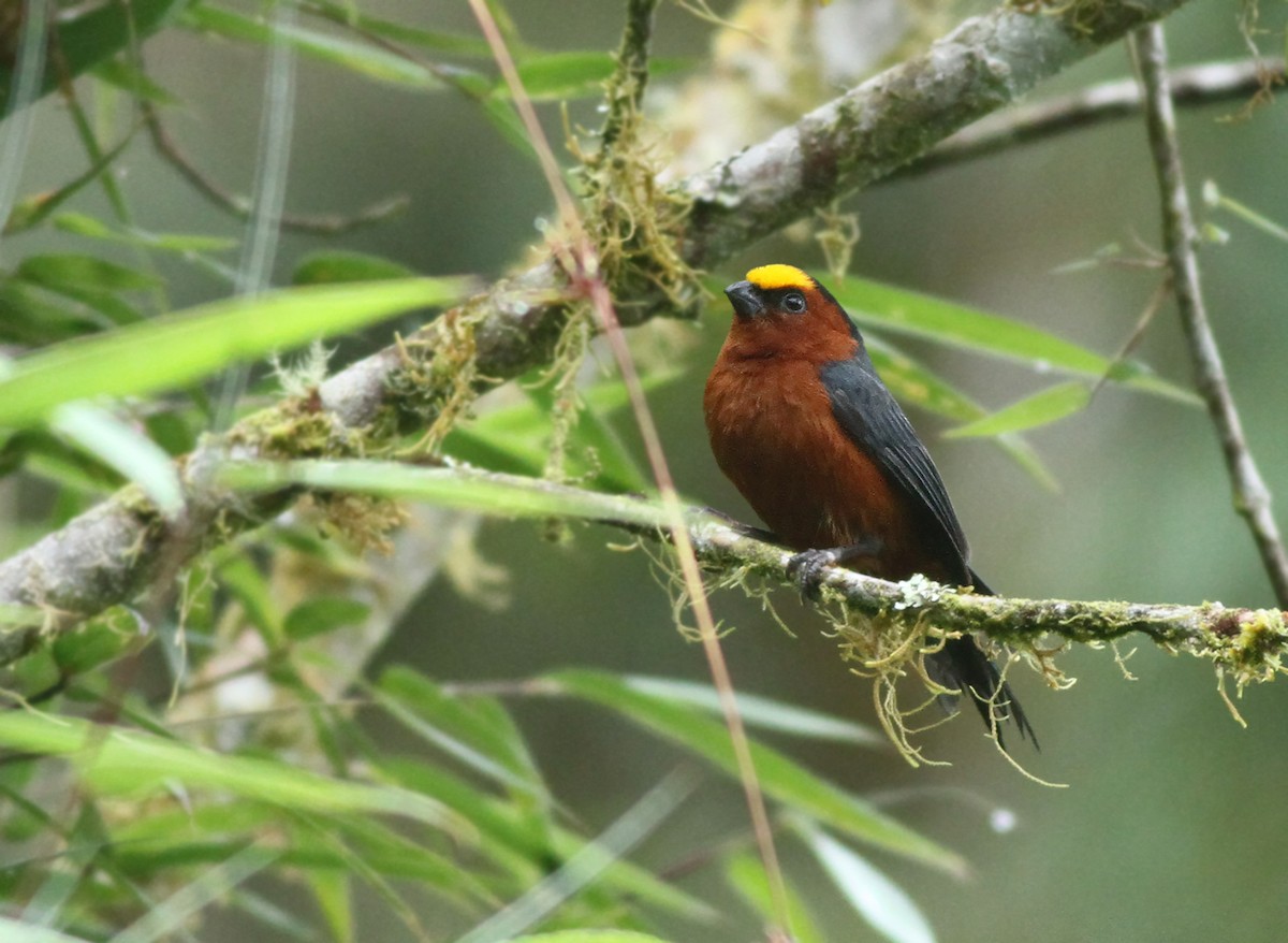 ズキンコウカンチョウ - ML361897591