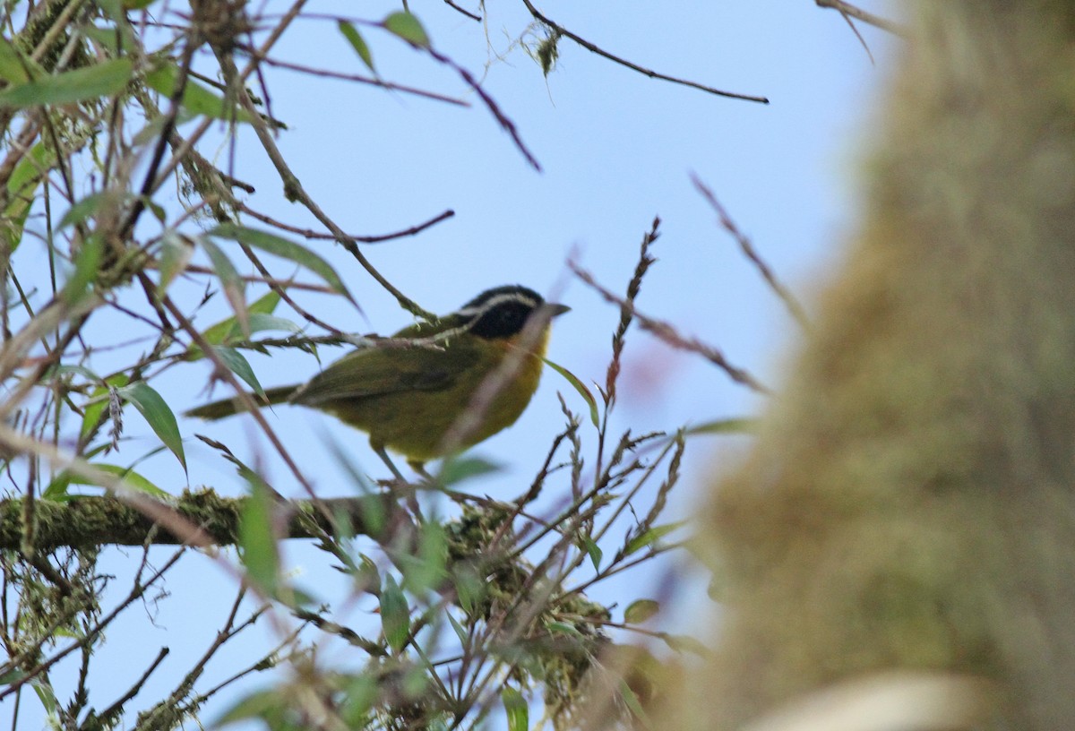 Black-capped Hemispingus - ML361897661