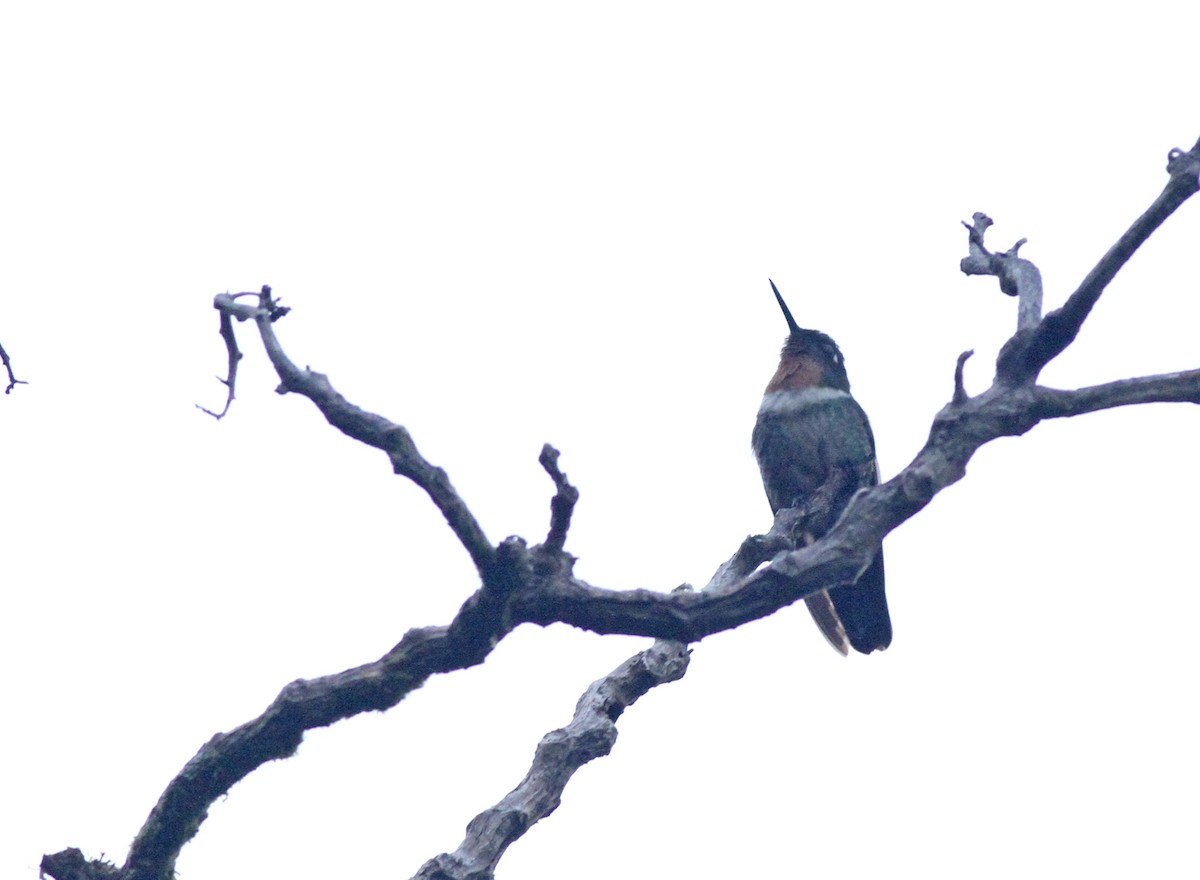 Amethyst-throated Sunangel - Jeremiah Trimble