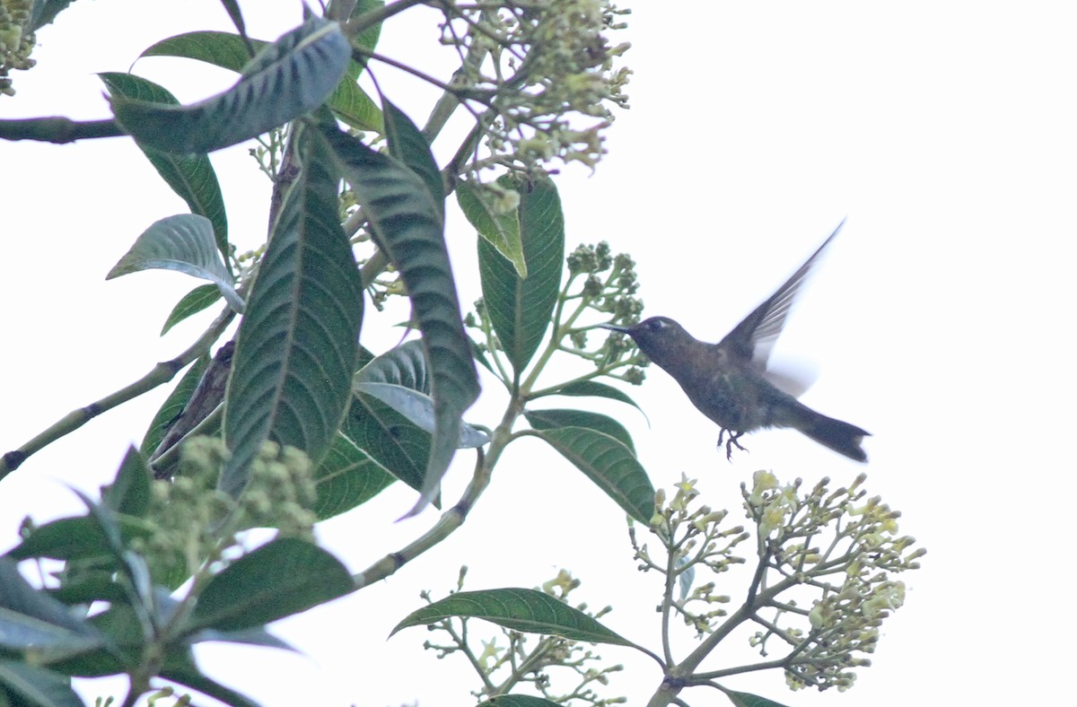 kolibřík myrtový - ML361897721