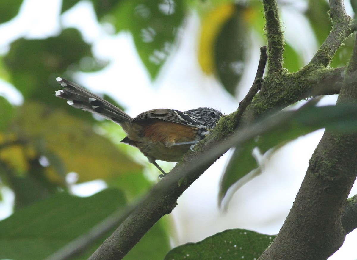 Streak-headed Antbird - ML361897781