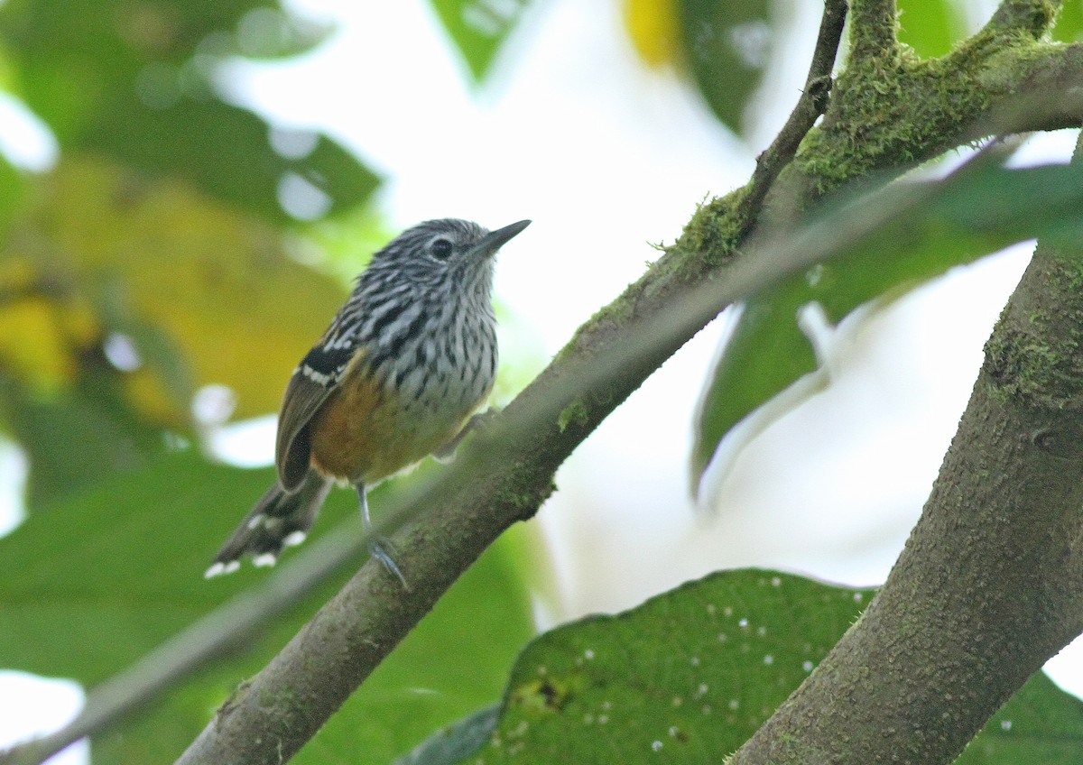 Streak-headed Antbird - ML361897801