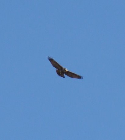 Black-chested Buzzard-Eagle - ML361897811