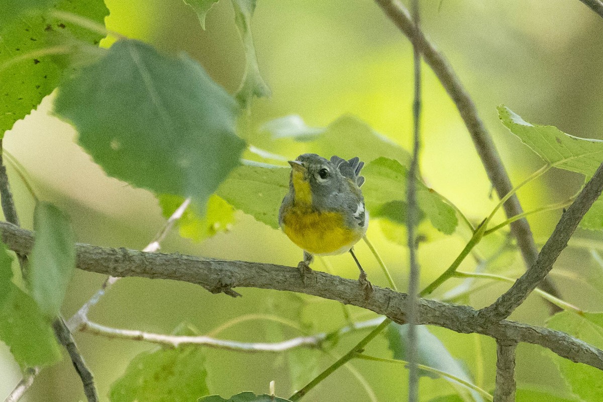 Northern Parula - ML361899321