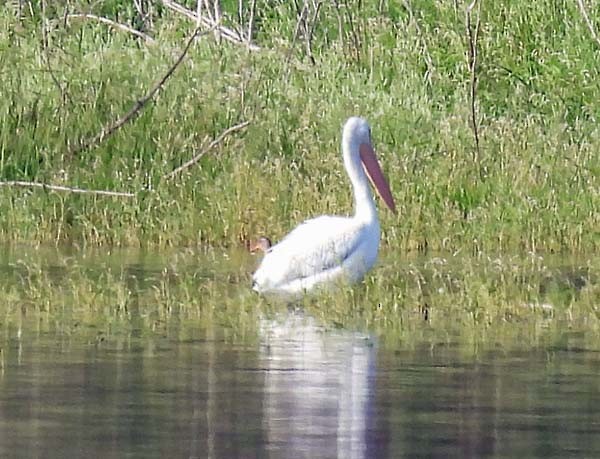 American White Pelican - ML361899861