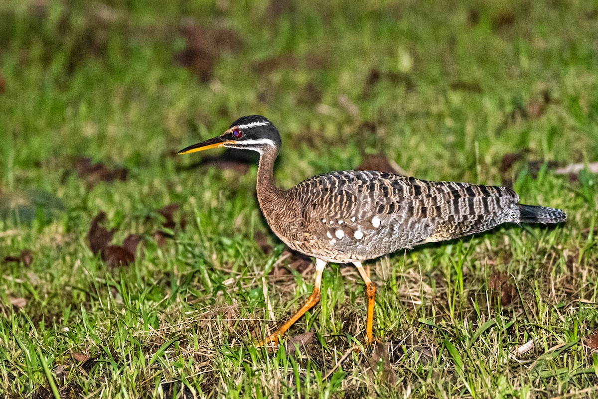 Sunbittern - ML361900091