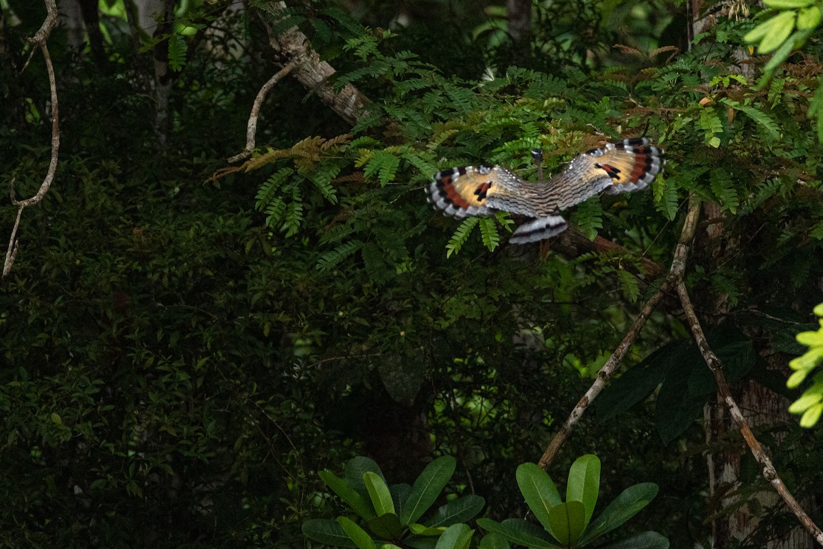 Sunbittern - ML361900491