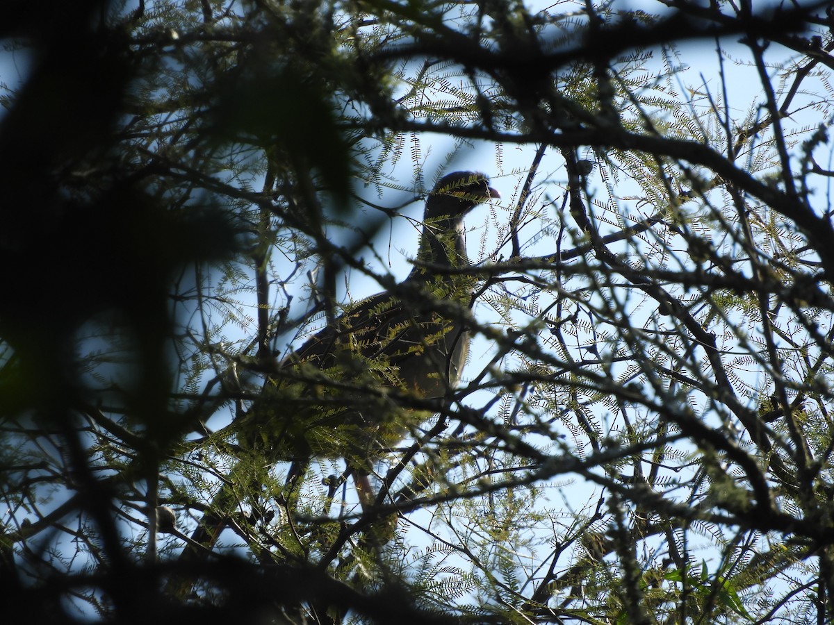 Chaco Chachalaca - ML361900641