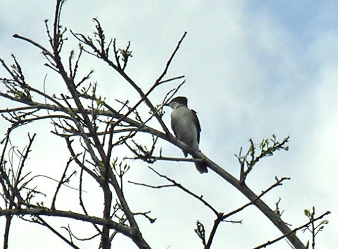 Loggerhead Kingbird - ML361900891