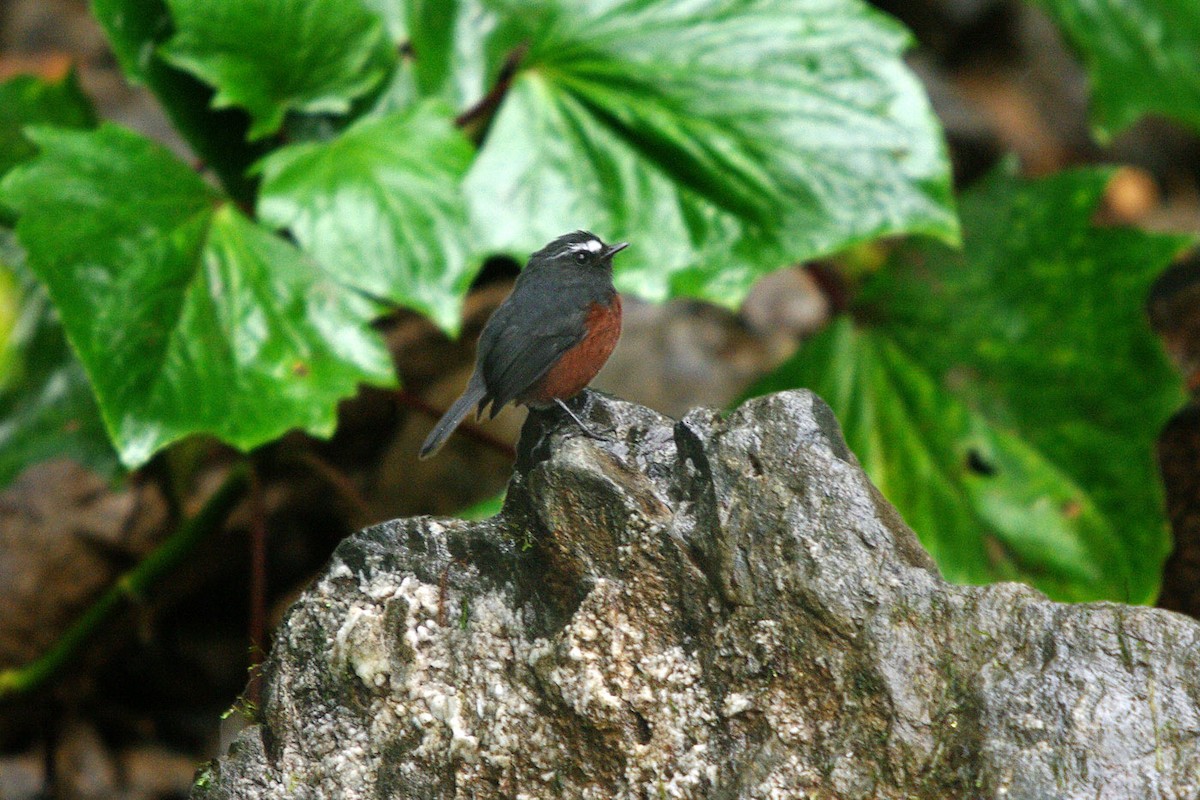 Chestnut-bellied Chat-Tyrant - Dave Curtis