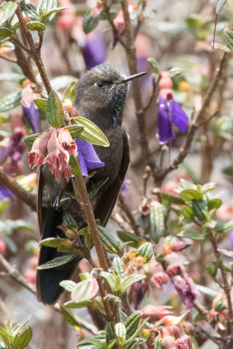 kolibřík modropláštíkový - ML36190101