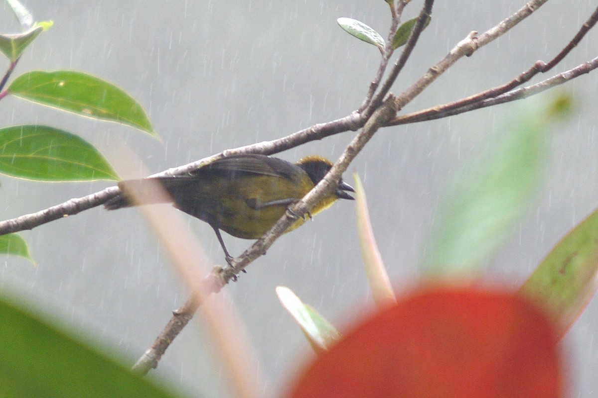 Tricolored Brushfinch - ML361901121