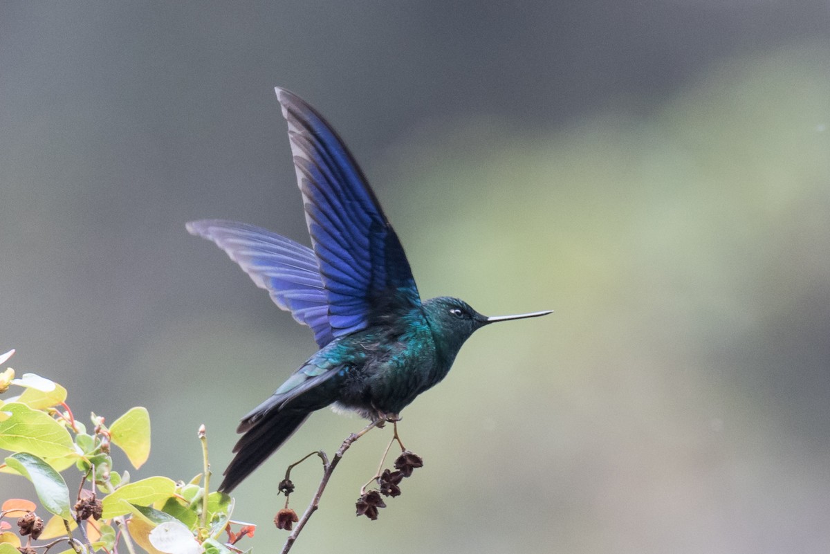 kolibřík modrokřídlý - ML36190121