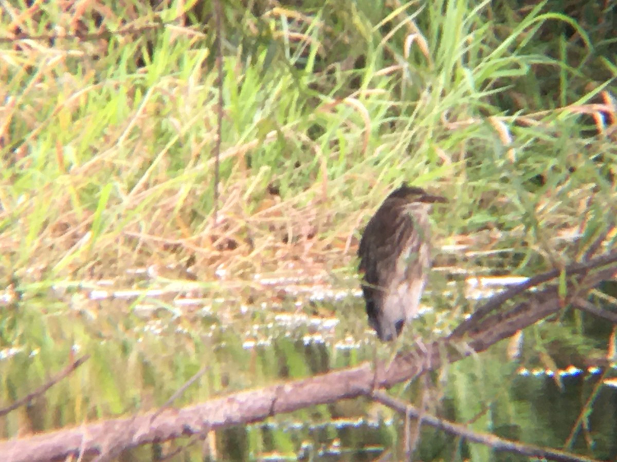 Green Heron - ML361901861