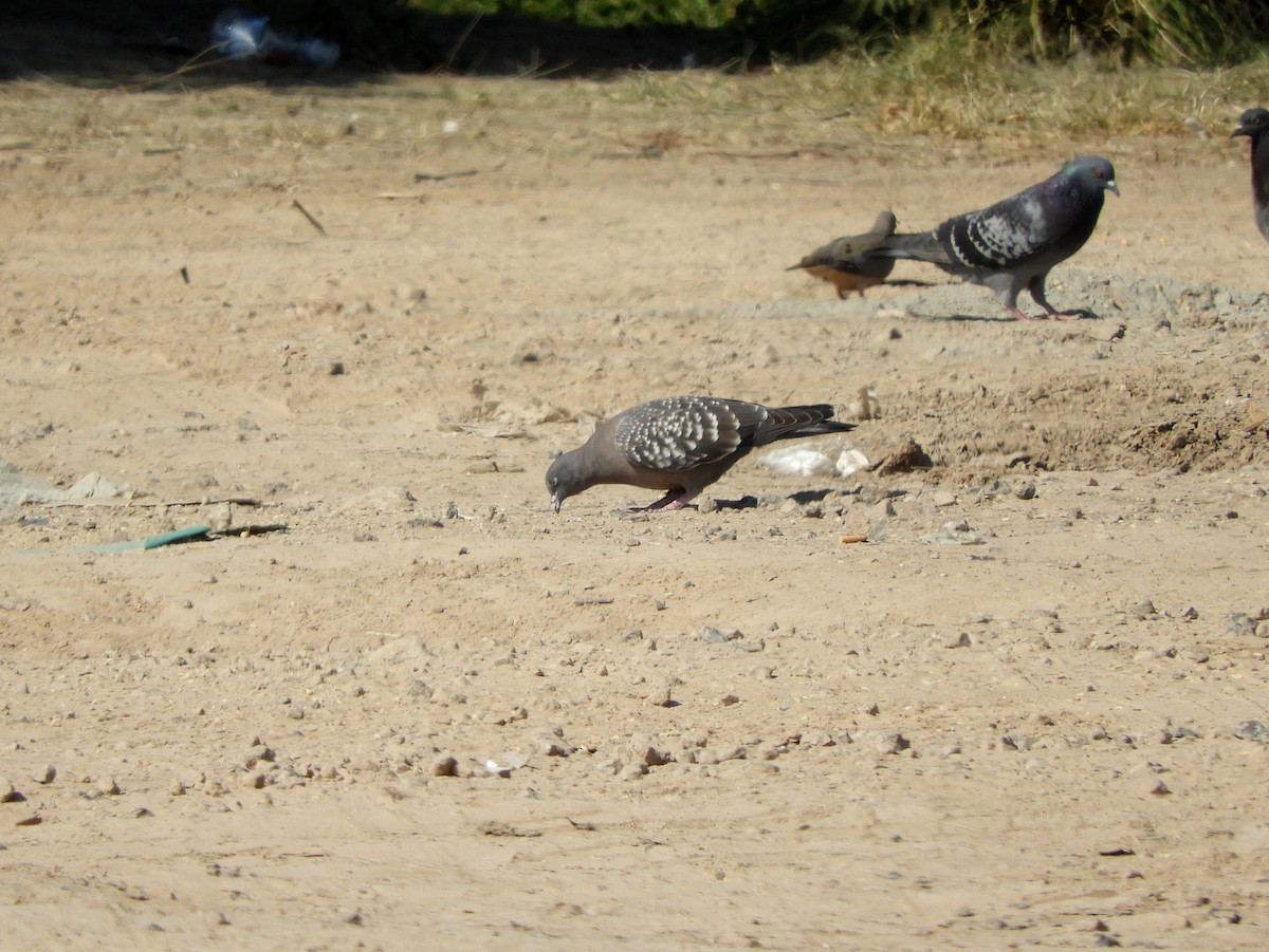 Spot-winged Pigeon - ML361901921