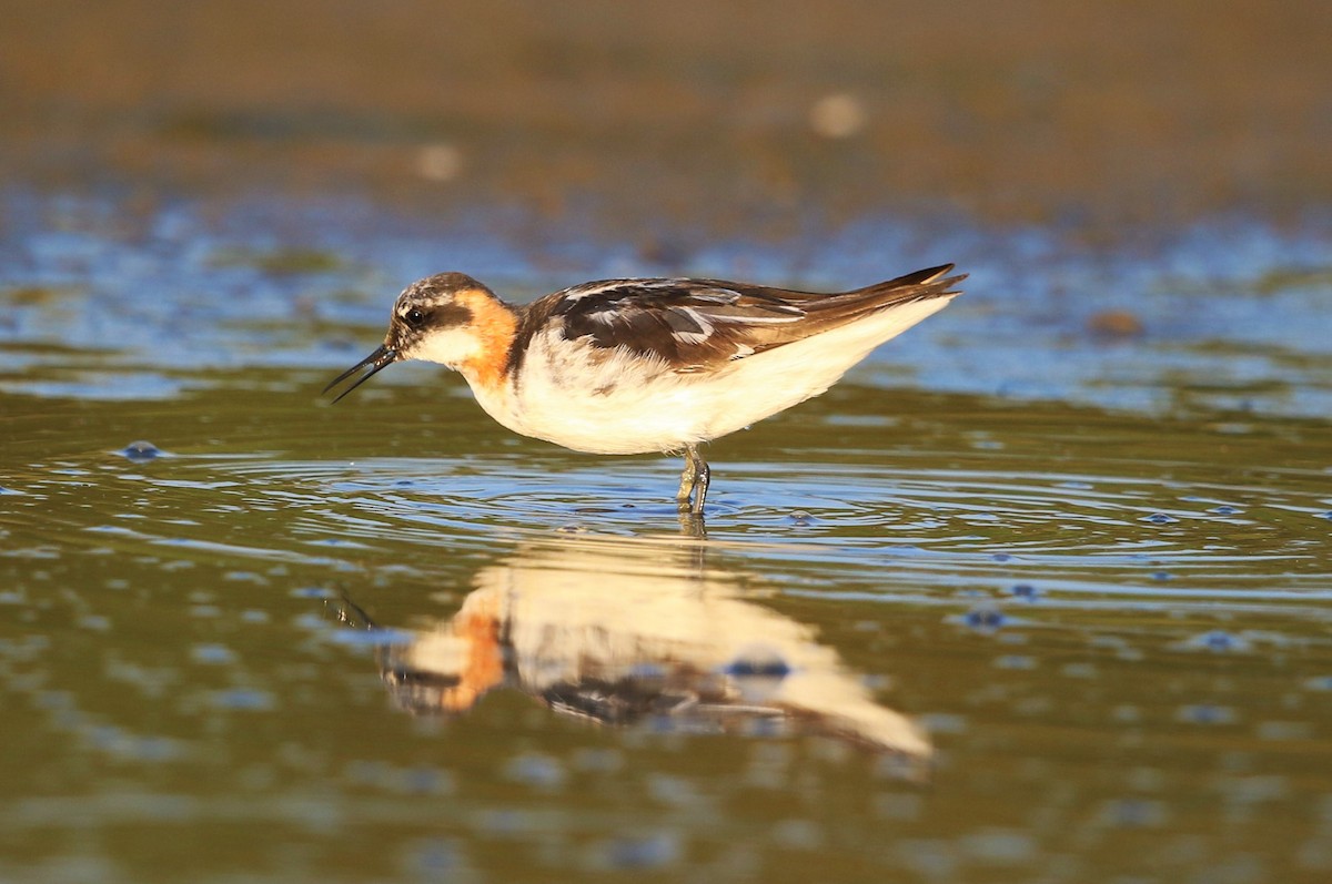 Red-necked Phalarope - ML361903711