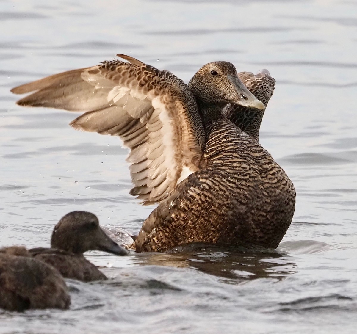 Common Eider - Ken Winkler