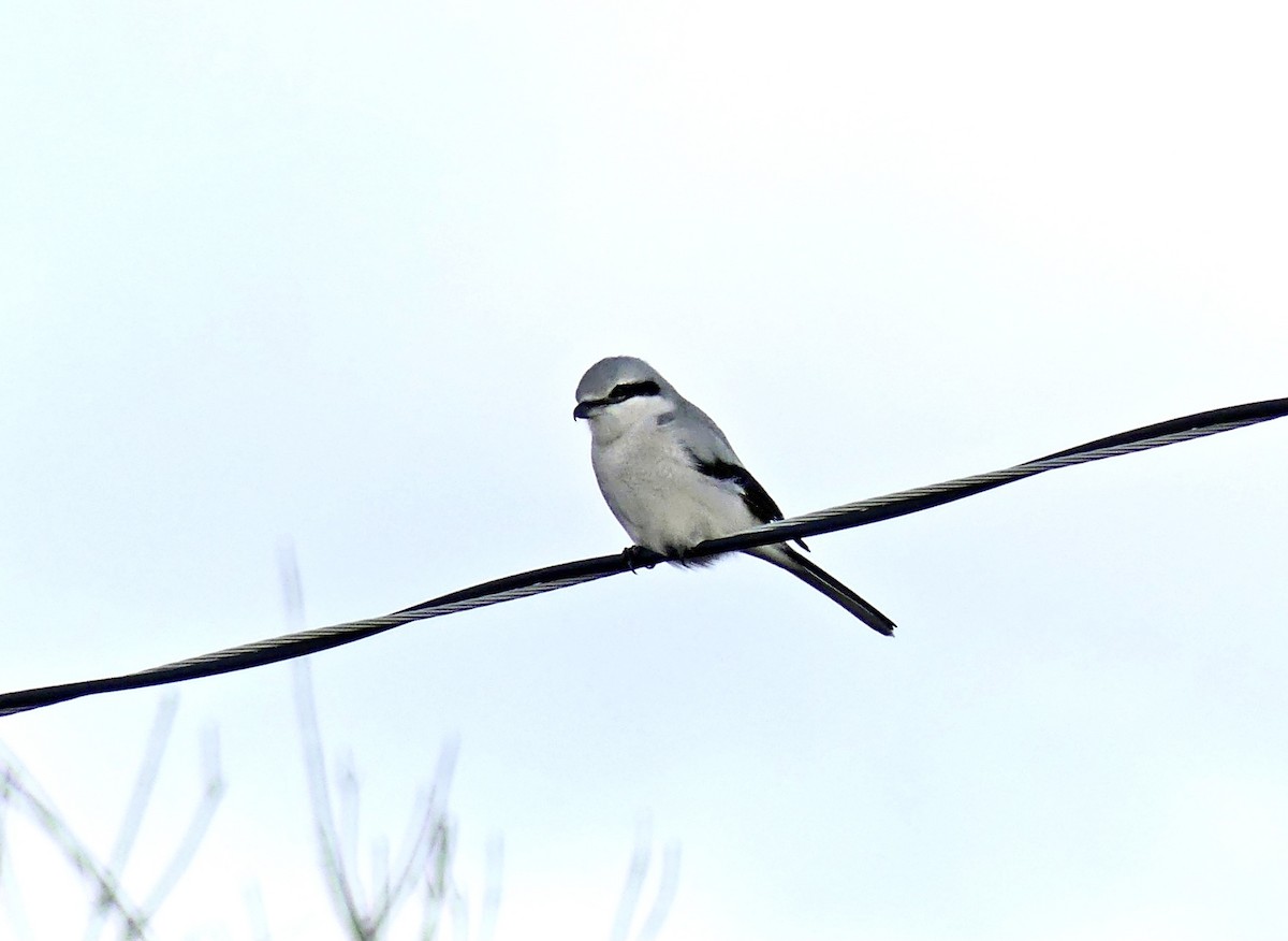 Northern Shrike - ML361905201