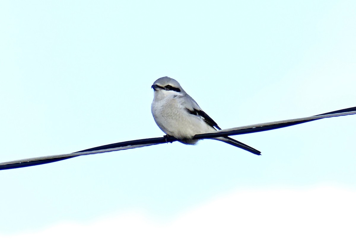 Northern Shrike - ML361905211