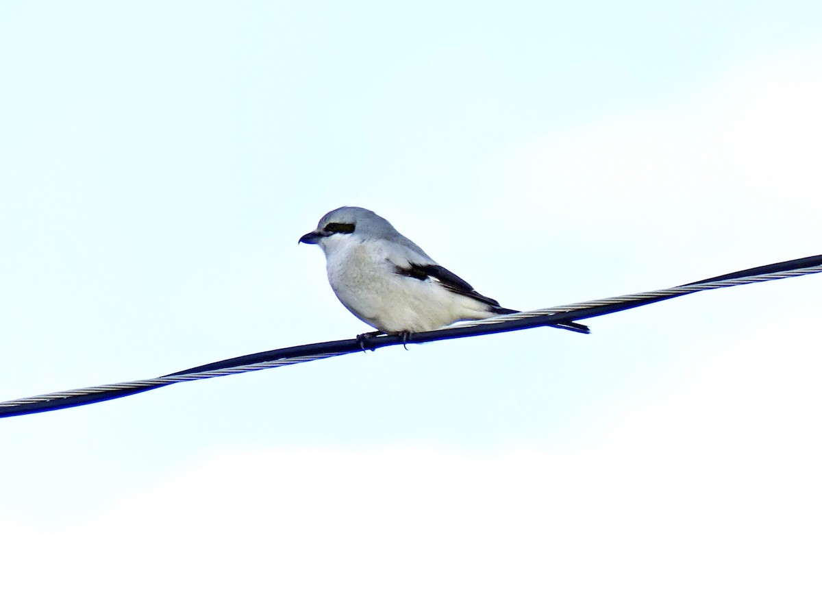 Northern Shrike - ML361905221