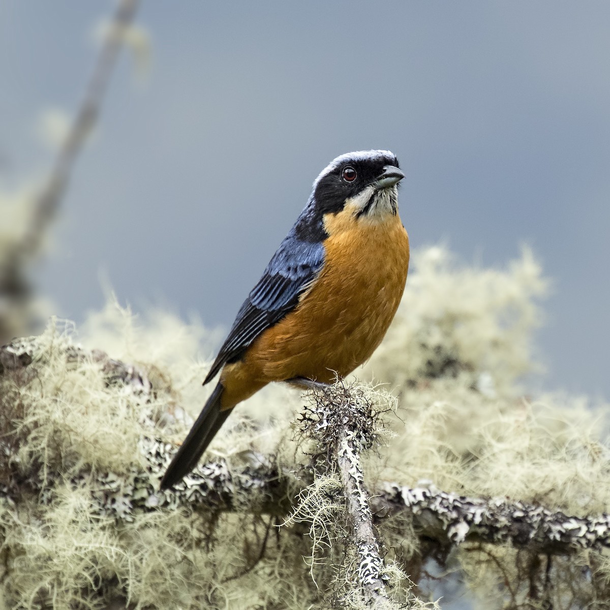 Chestnut-bellied Mountain Tanager - ML36190781