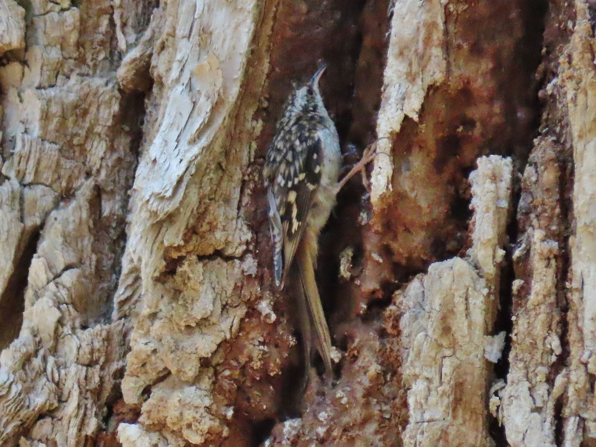 Brown Creeper - ML361908121