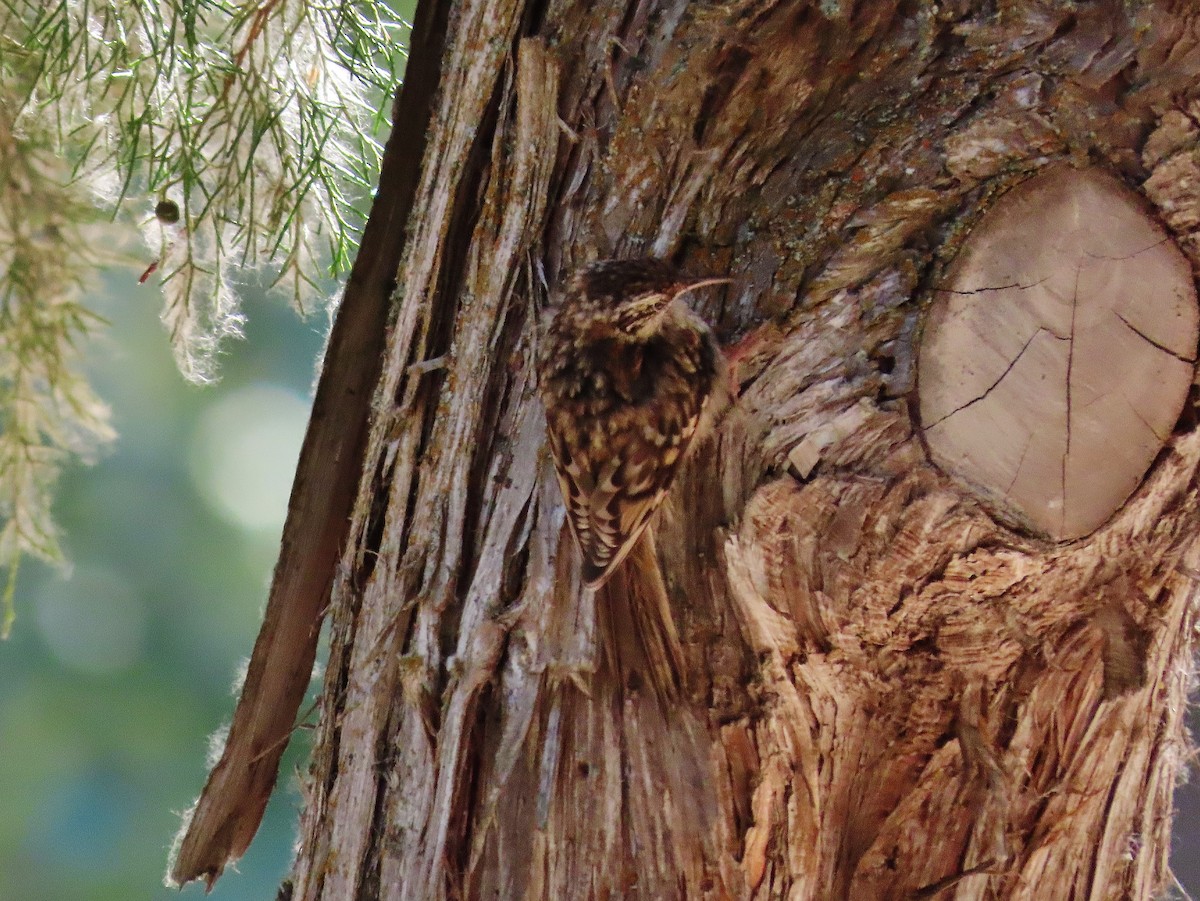 Brown Creeper - ML361908131