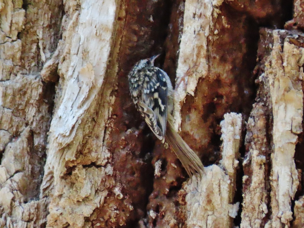 Brown Creeper - ML361908141