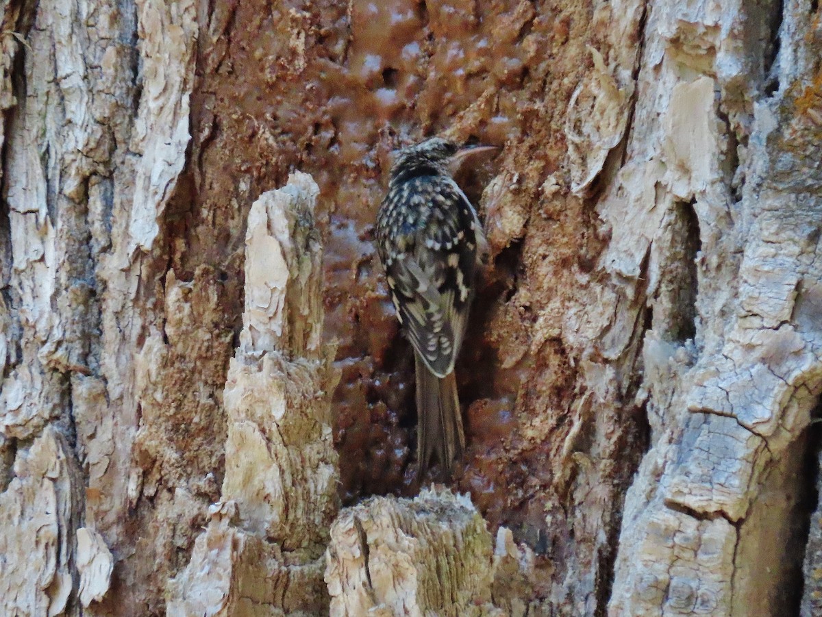 Brown Creeper - ML361908151