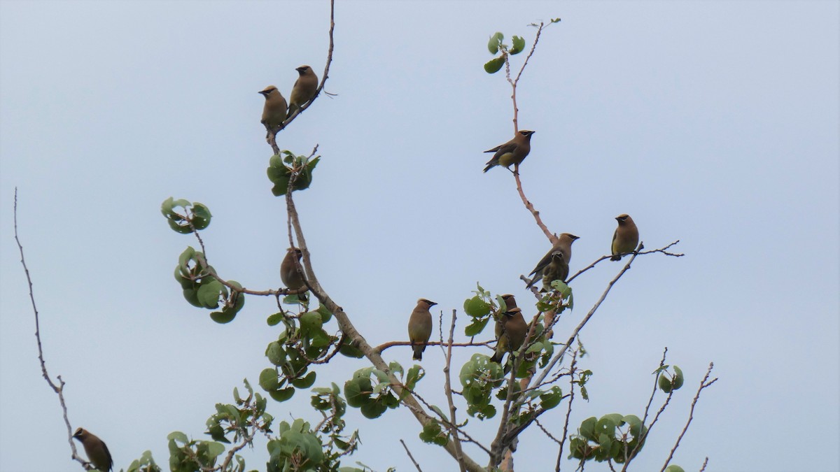 Cedar Waxwing - ML361910771