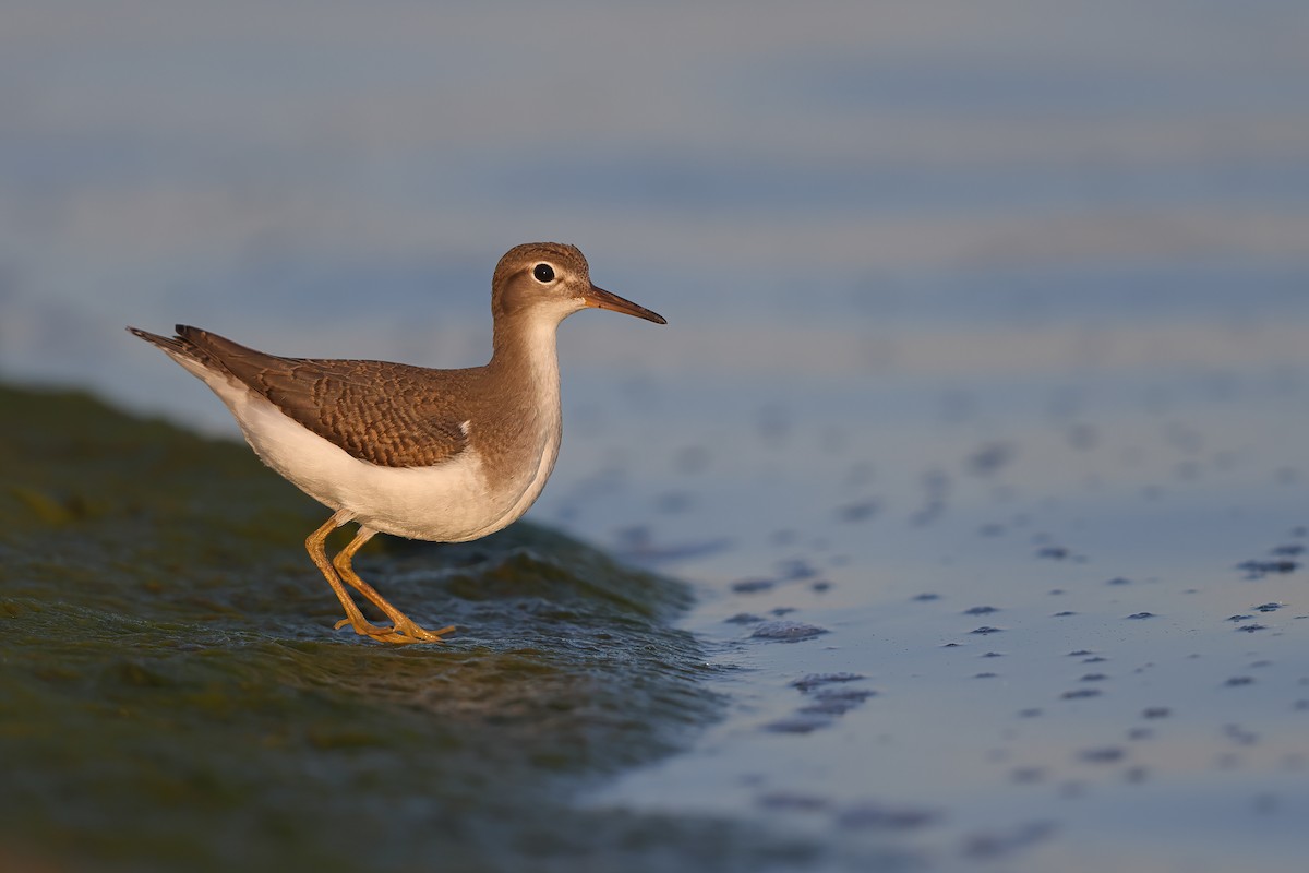Spotted Sandpiper - ML361915591