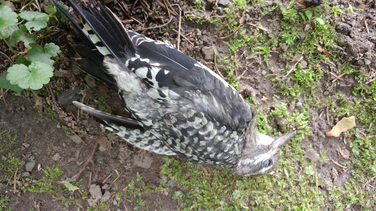Downy Woodpecker - ML361915661
