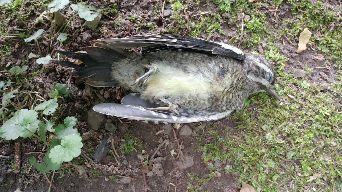 Downy Woodpecker - ML361915731