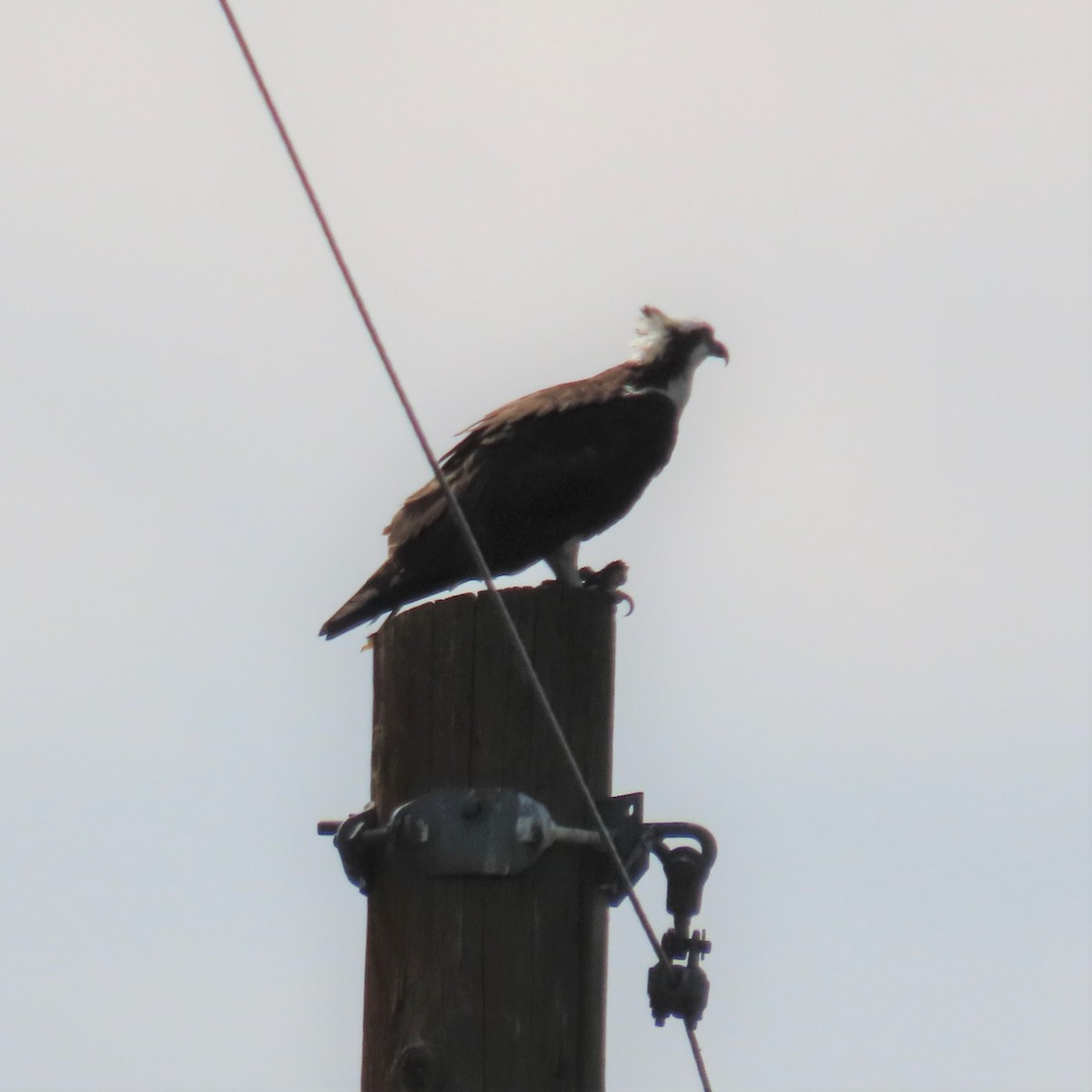 Osprey - ML361918571