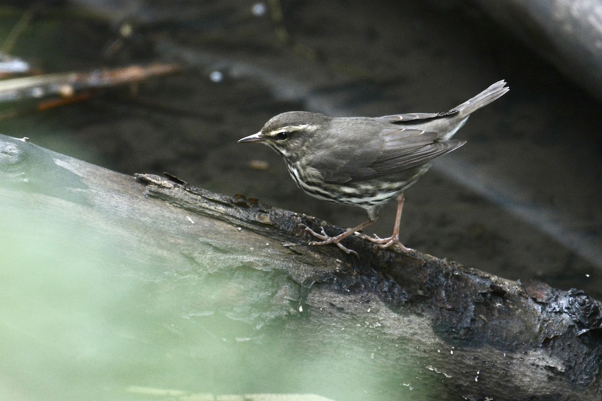 Northern Waterthrush - ML361919611