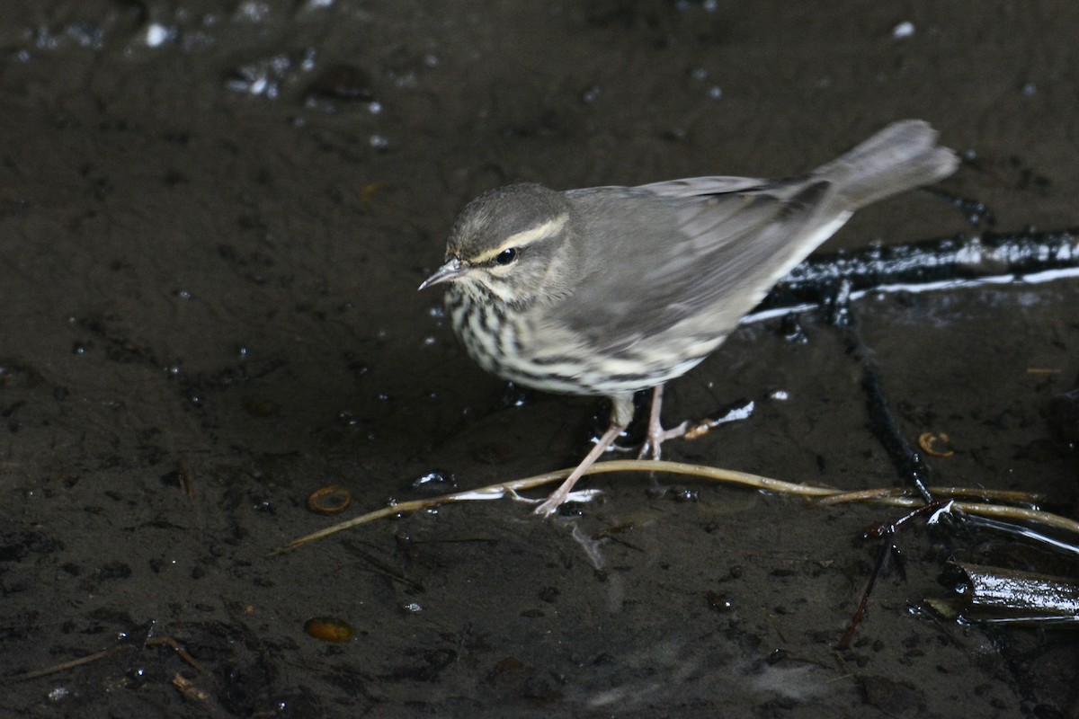 Northern Waterthrush - ML361919651