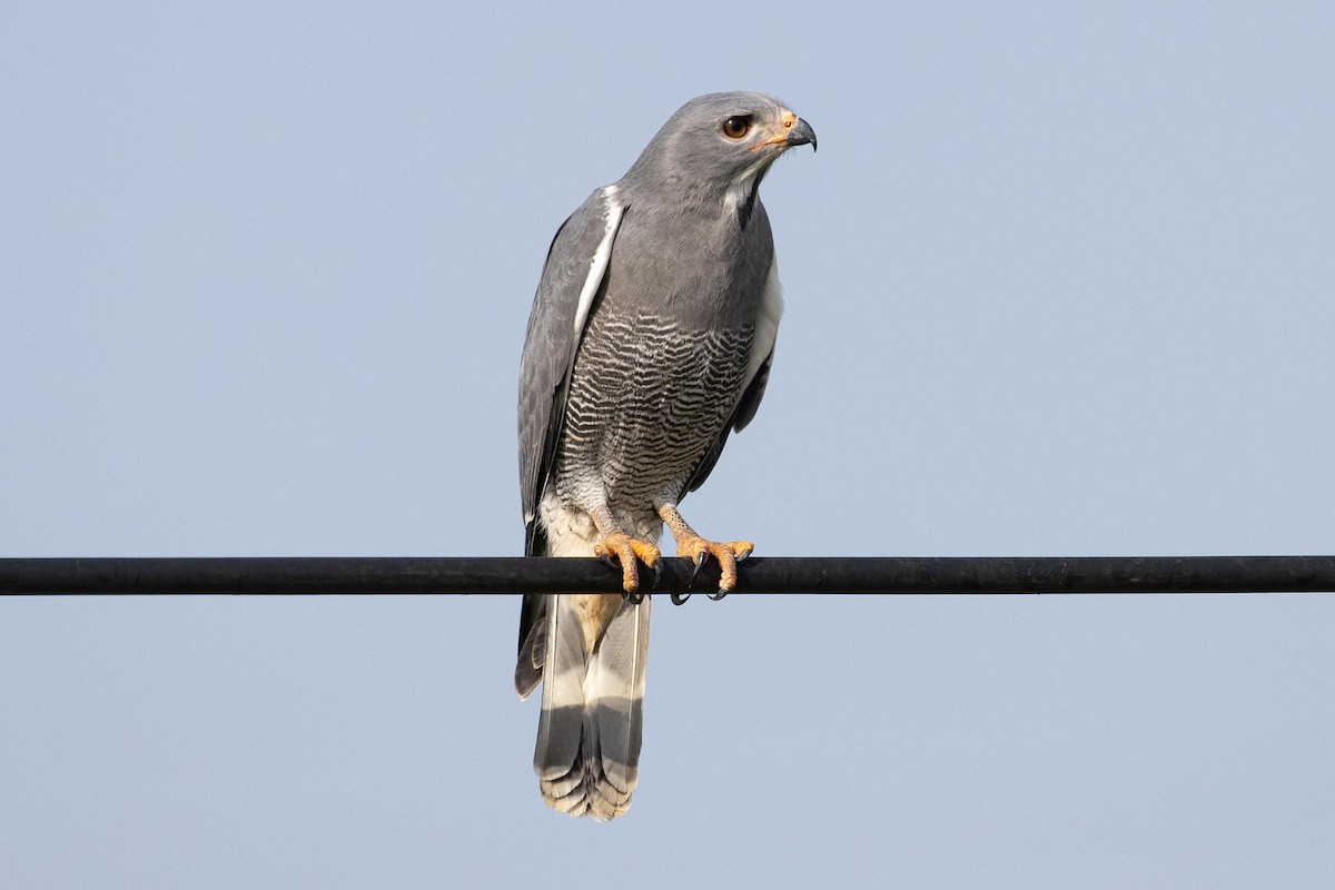 Lizard Buzzard - ML361921311