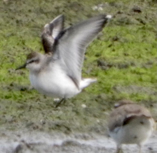 Semipalmated Sandpiper - ML361921641