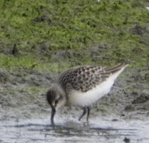 Semipalmated Sandpiper - ML361921701