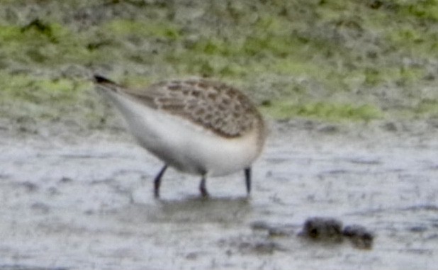 Semipalmated Sandpiper - ML361921711