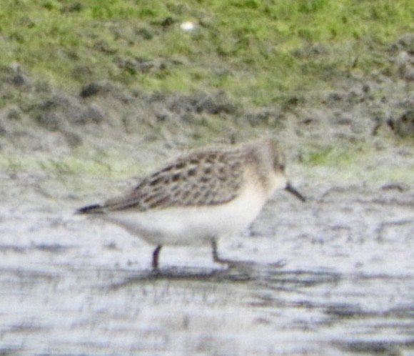 Semipalmated Sandpiper - ML361921721