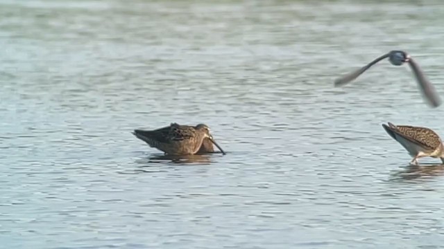 Long-billed Dowitcher - ML361922001