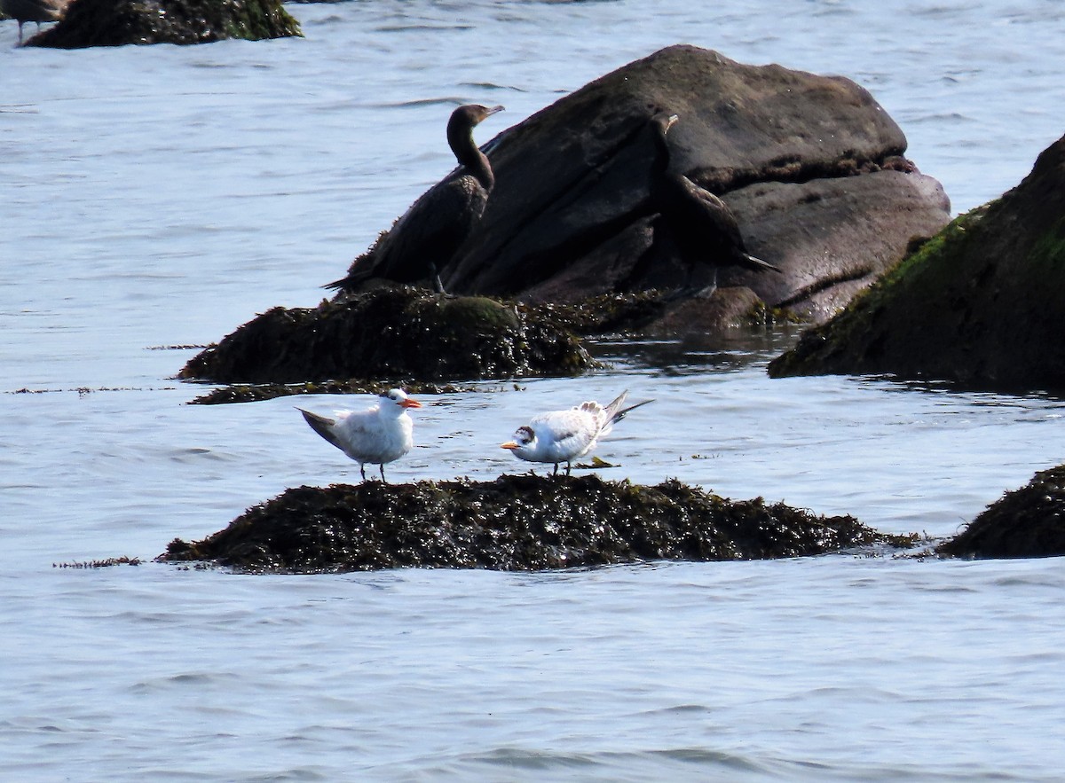 Royal Tern - ML361922611