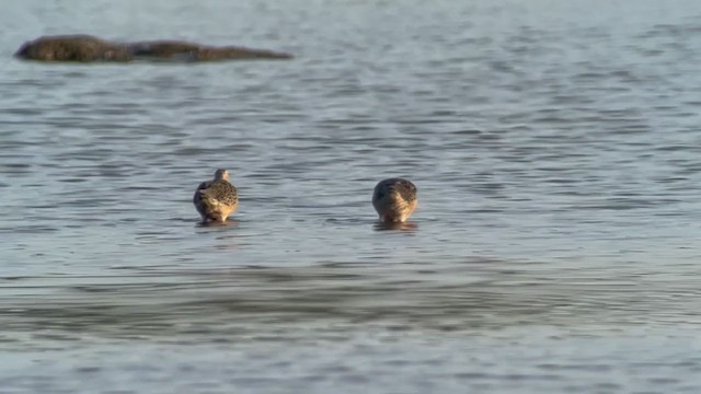 Long-billed Dowitcher - ML361923771