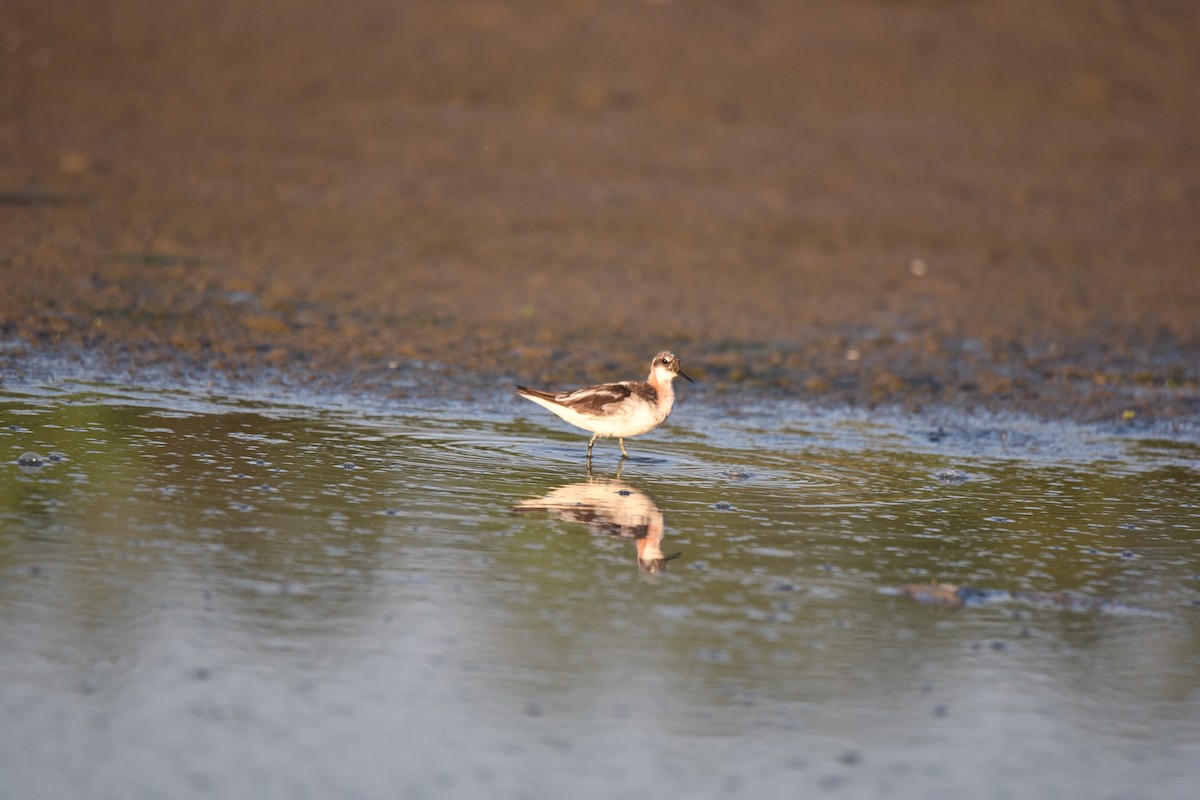 Red-necked Phalarope - Ansar Ahmad Bhat