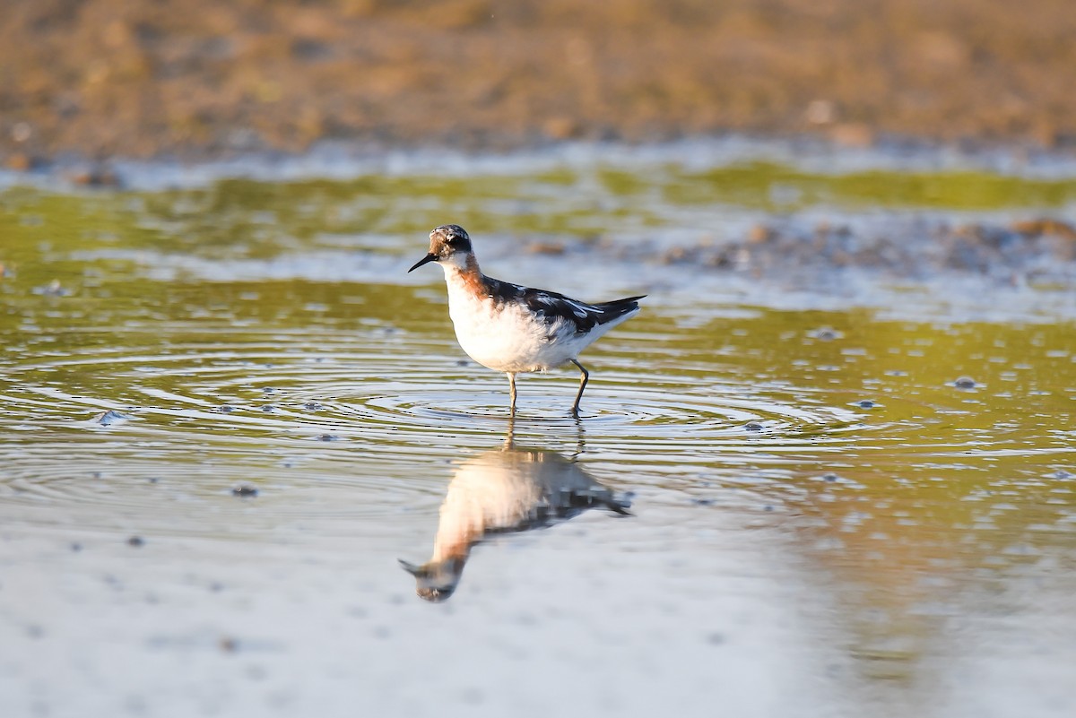 Red-necked Phalarope - Ansar Ahmad Bhat